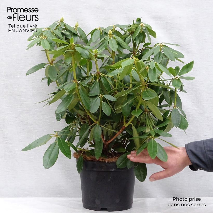 Rhododendron catawbiense Grandiflorum 40+cm en pot de 4L/5L - Grand rhododendron esemplare consegnato in inverno