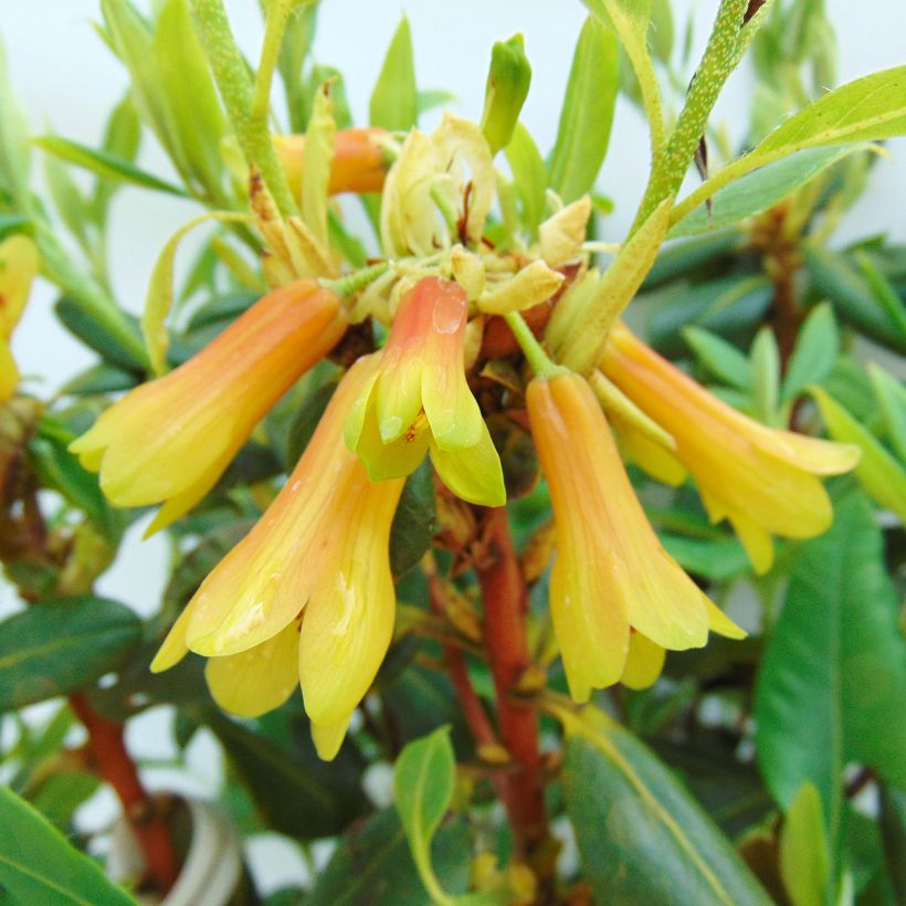 Rhododendron cinnabarinum (Fioritura)