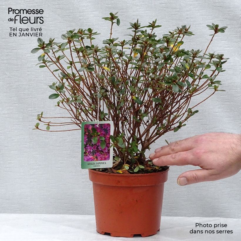 Azalée du Japon Amoena - Rhododendron hybride en pot de 2/3L esemplare consegnato in inverno