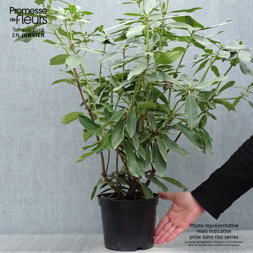 Rhododendron hybride Blue Jay Pot de 4L/5L esemplare consegnato in inverno