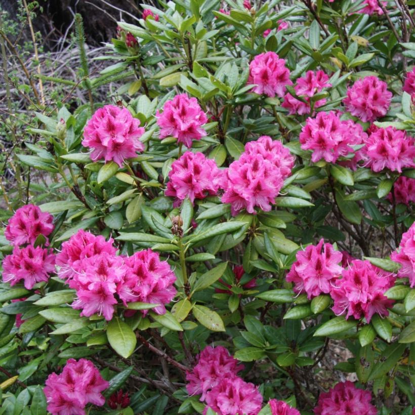 Rhododendron Cosmopolitan (Porto)