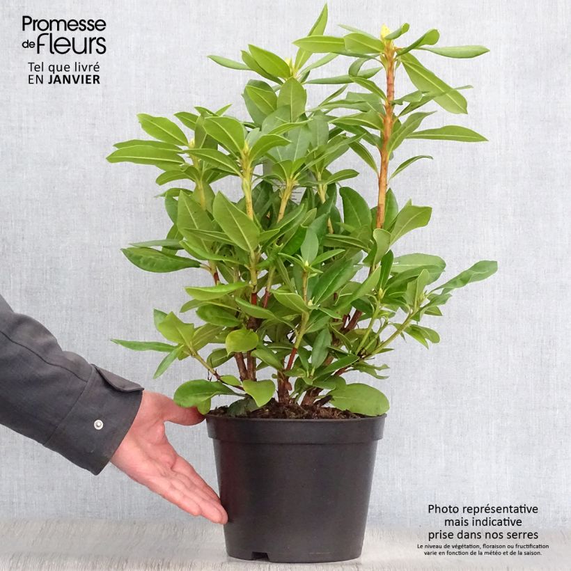 Rhododendron hybride Cosmopolitan en pot de 4L/5L esemplare consegnato in inverno