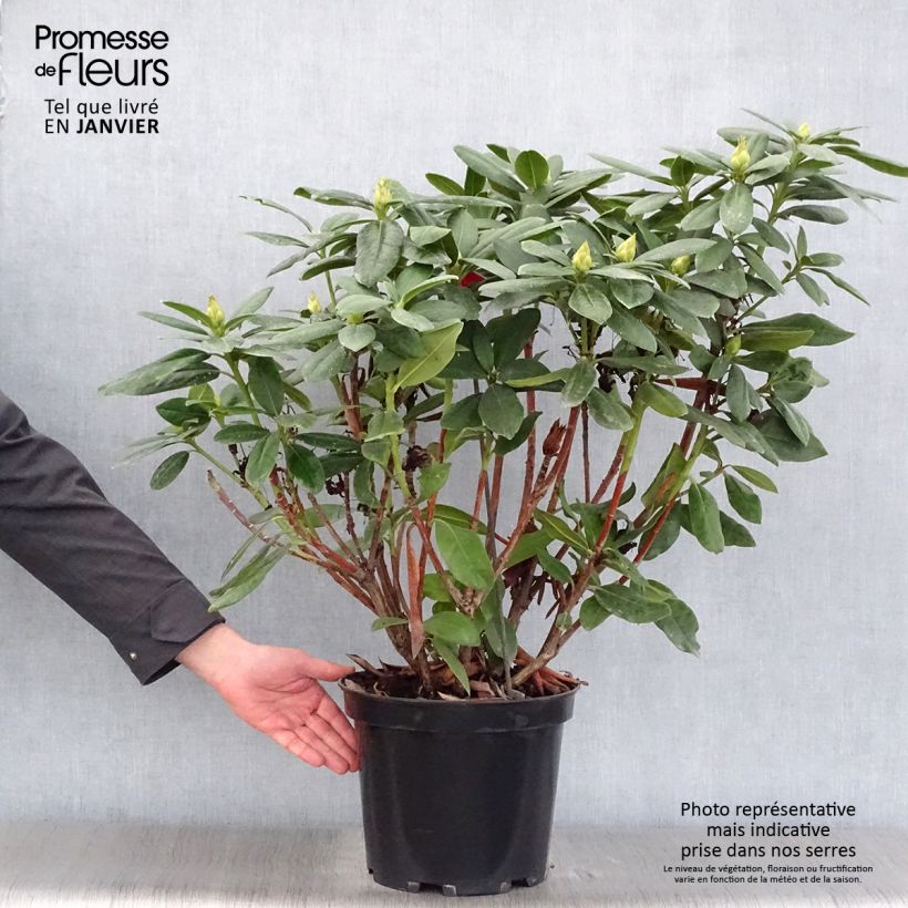 Rhododendron hybride Cosmopolitan en pot de 7,5L/10L esemplare consegnato in inverno