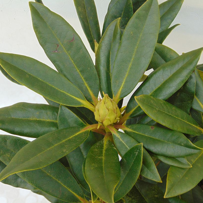 Rhododendron Kabarett (Fogliame)