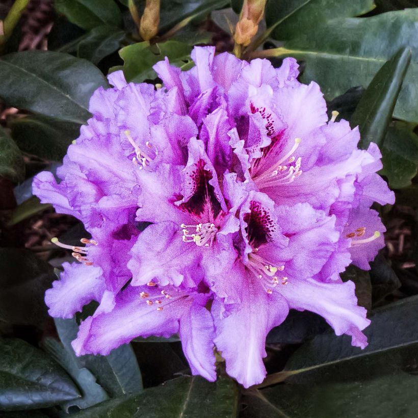 Rhododendron Kabarett (Fioritura)