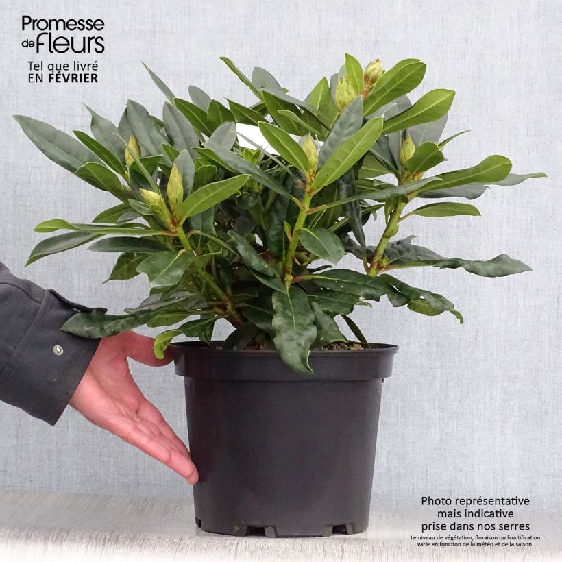 Rhododendron hybride Kabarett Pot de 4L/5L esemplare consegnato in inverno