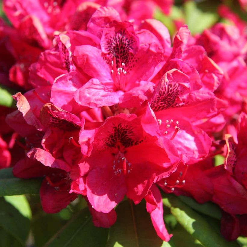 Rhododendron Lord Roberts (Fioritura)