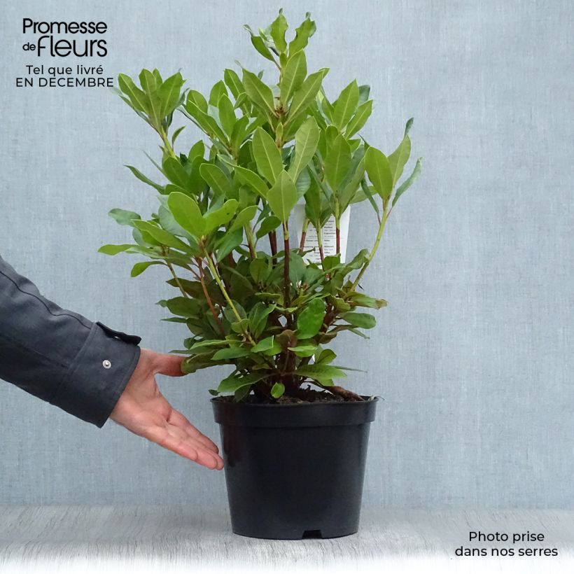 Rhododendron hybride Lord Roberts Pot de 4L/5L esemplare consegnato in inverno