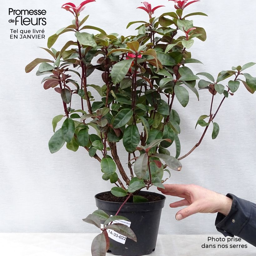 Rhododendron hybride Moser's Maroon en pot de 4/5L esemplare consegnato in inverno