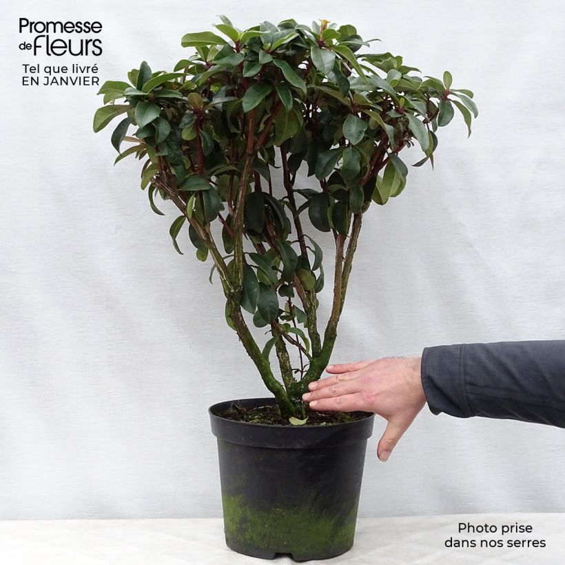 Rhododendron hybride Moser's Maroon en pot de 7,5L/10L esemplare consegnato in inverno