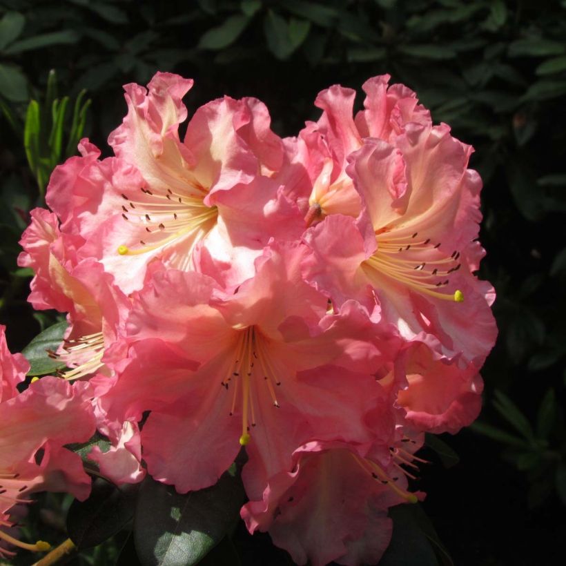 Rhododendron Naselle (Fioritura)