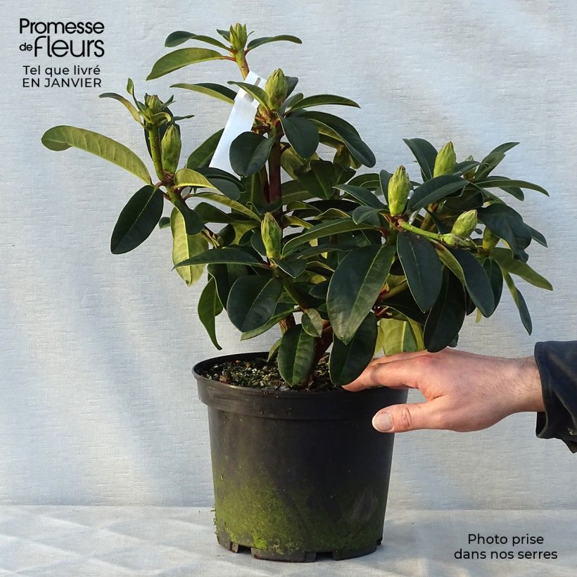 Rhododendron hybride Naselle Pot de 4L/5L esemplare consegnato in inverno