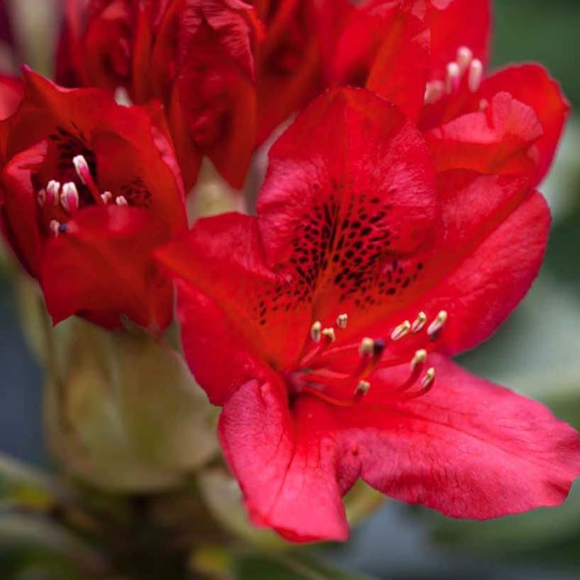 Rhododendron Red Jack (Fioritura)