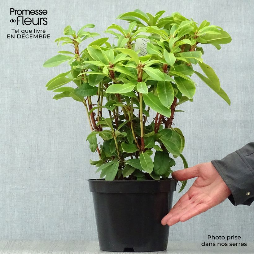 Rhododendron hybride Red Jack Pot de 4L/5L esemplare consegnato in inverno