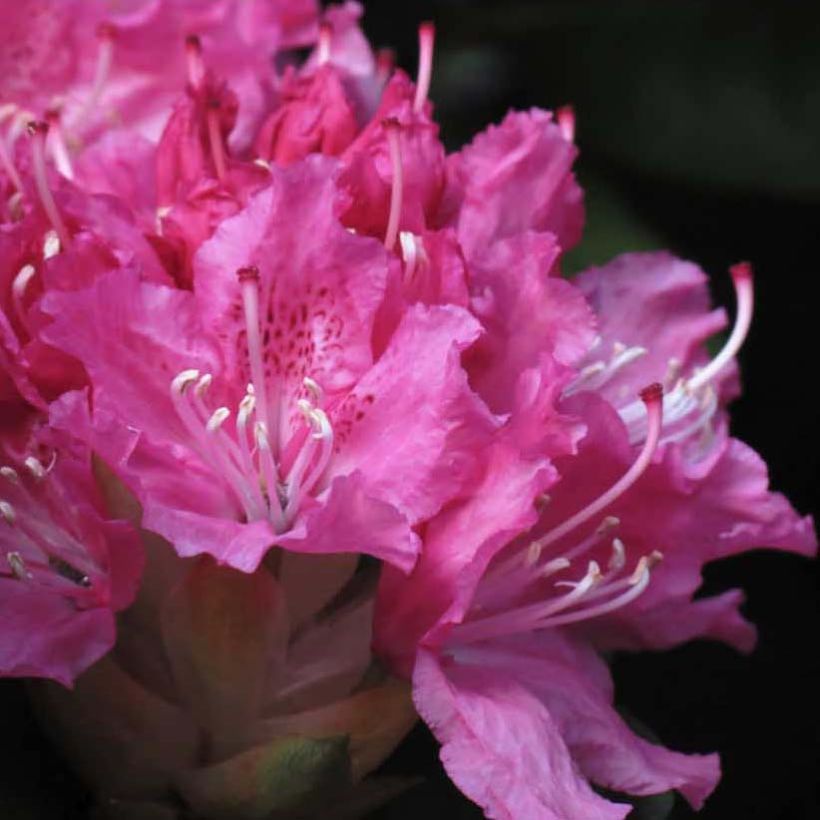 Rhododendron Rocket (Fioritura)