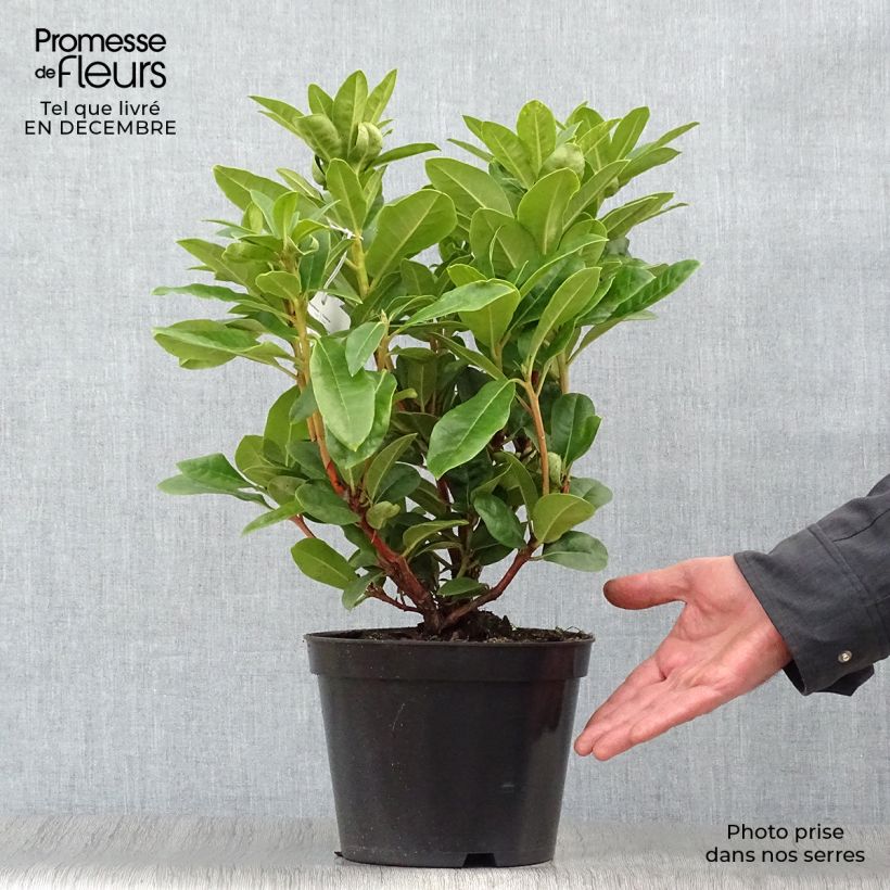 Rhododendron hybride Rocket Pot de 4L/5L esemplare consegnato in inverno