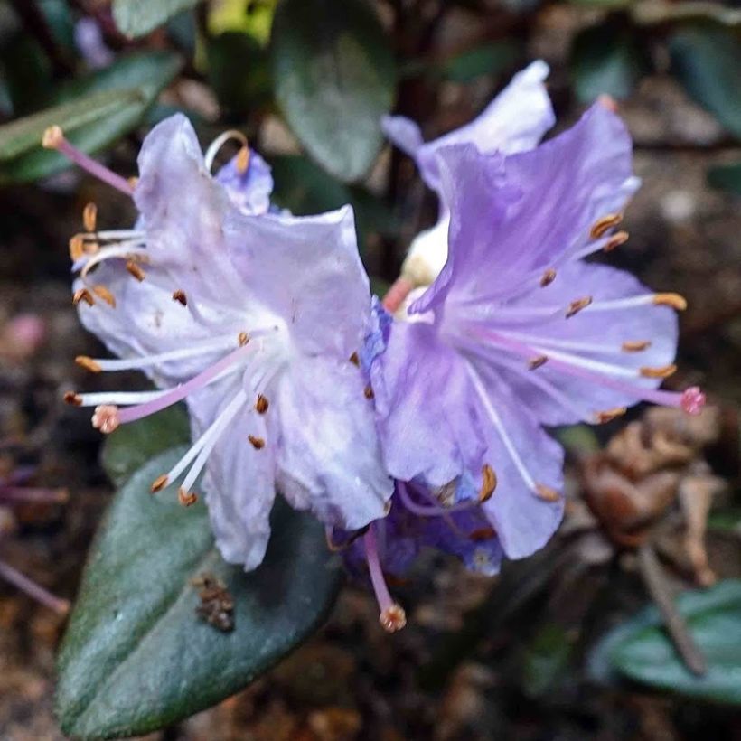 Rhododendron impeditum Ramapo (Fioritura)