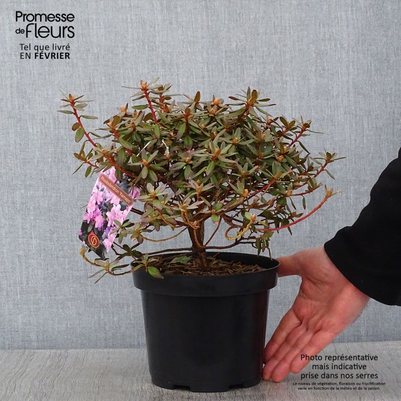 Rhododendron impeditum Ramapo Pot de 2L/3L esemplare consegnato in inverno