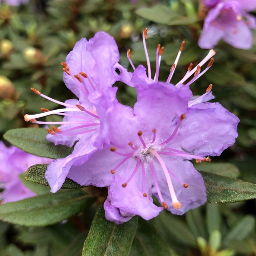 Rhododendron Rhododendron impeditum (Fioritura)