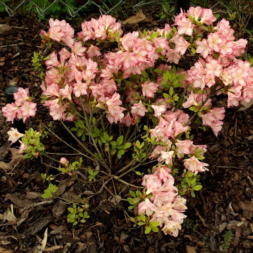 Azalea kaempferi Peggy Ann (Porto)