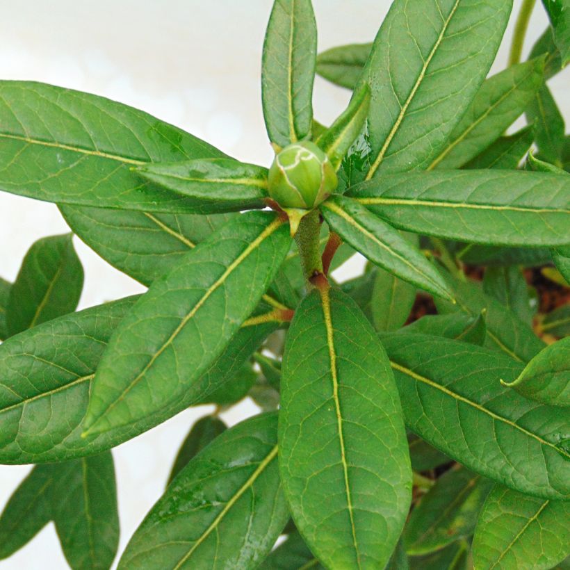 Rhododendron lindleyi (Fogliame)