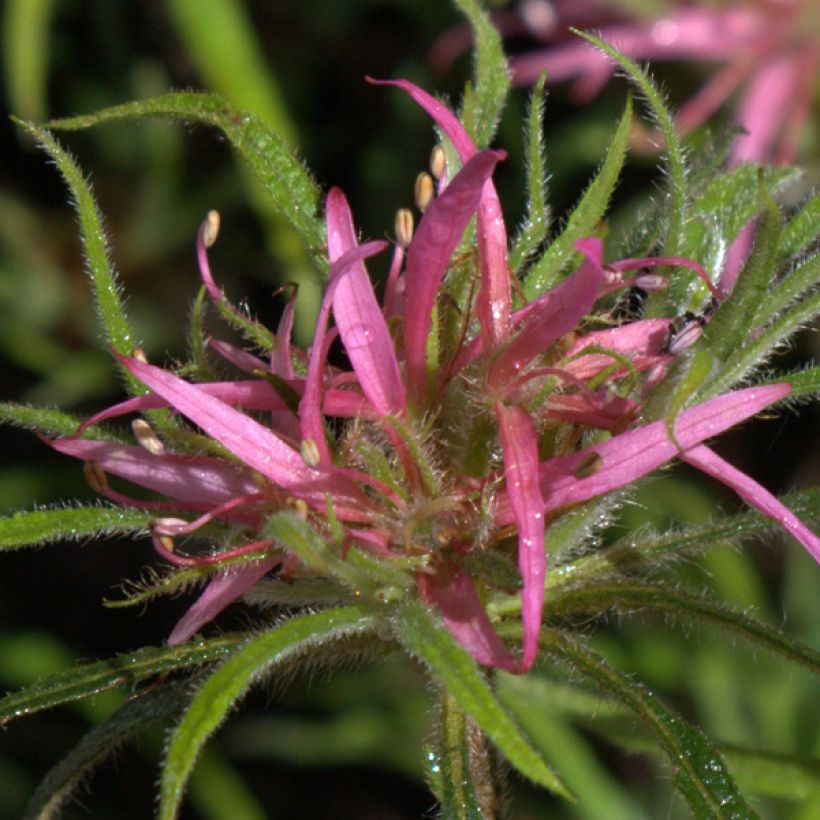 Rhododendron macrosepalum Linearifolium (Fioritura)