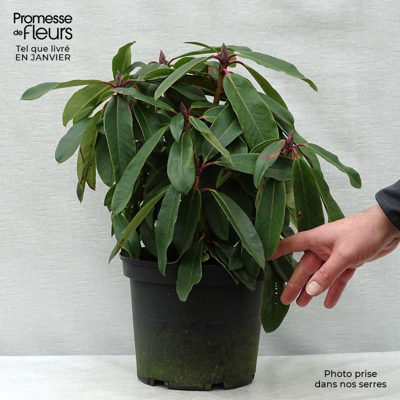 Rhododendron loderi King George Pot de 4L/5L esemplare consegnato in inverno