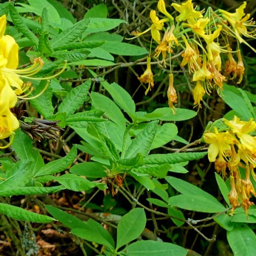 Azalea luteum - Azalea gialla (Fogliame)