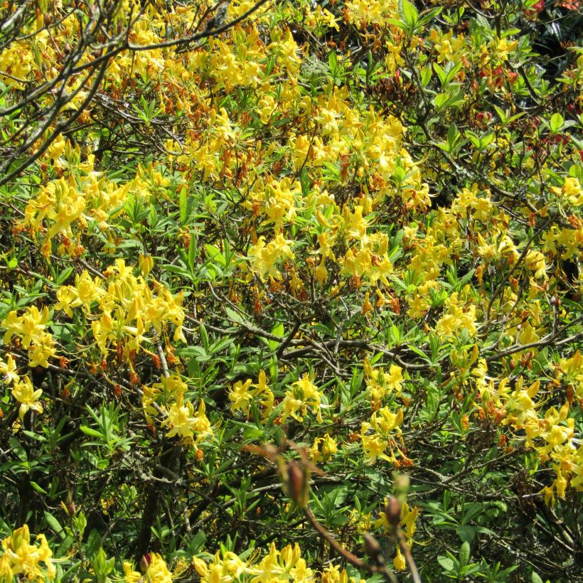 Azalea luteum - Azalea gialla (Fioritura)