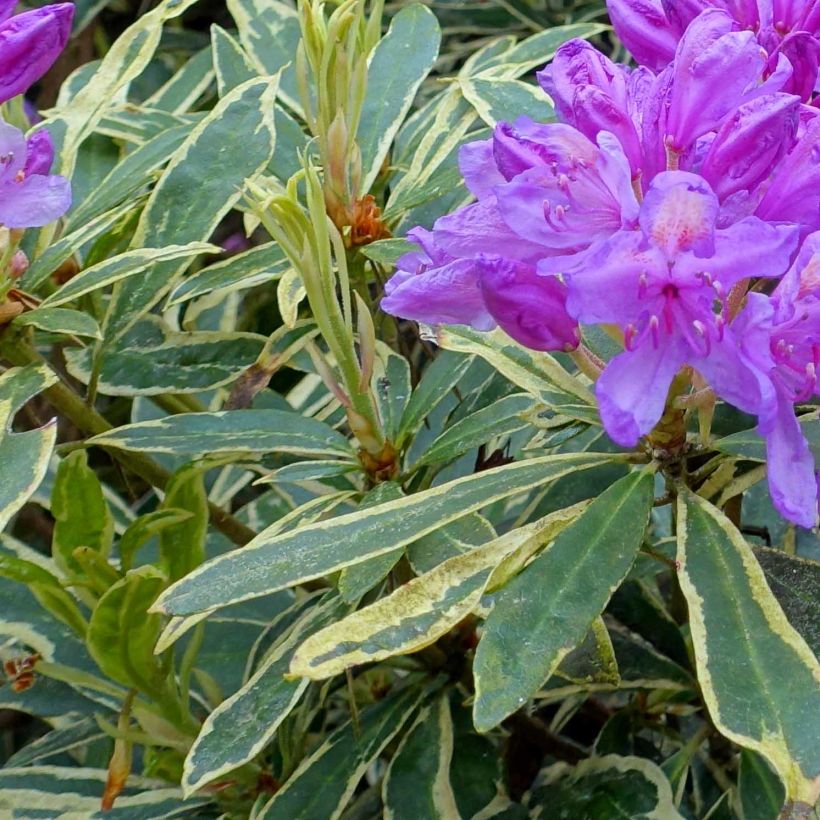 Rododendro pontico Variegatum (Fogliame)