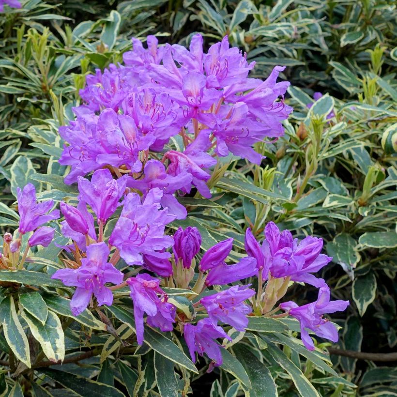 Rododendro pontico Variegatum (Fioritura)