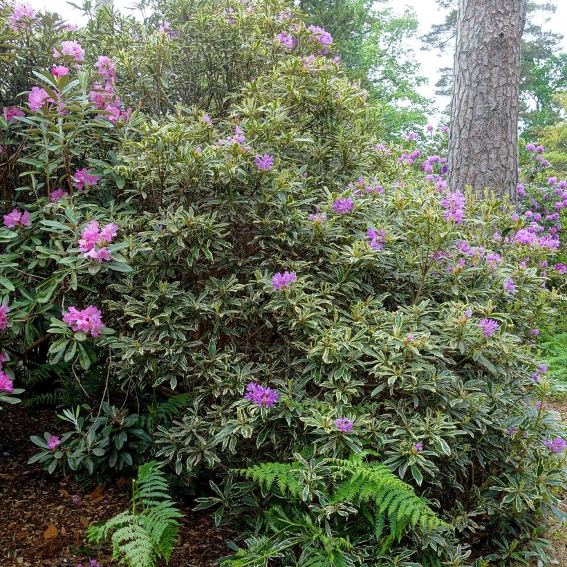 Rododendro pontico Variegatum (Porto)