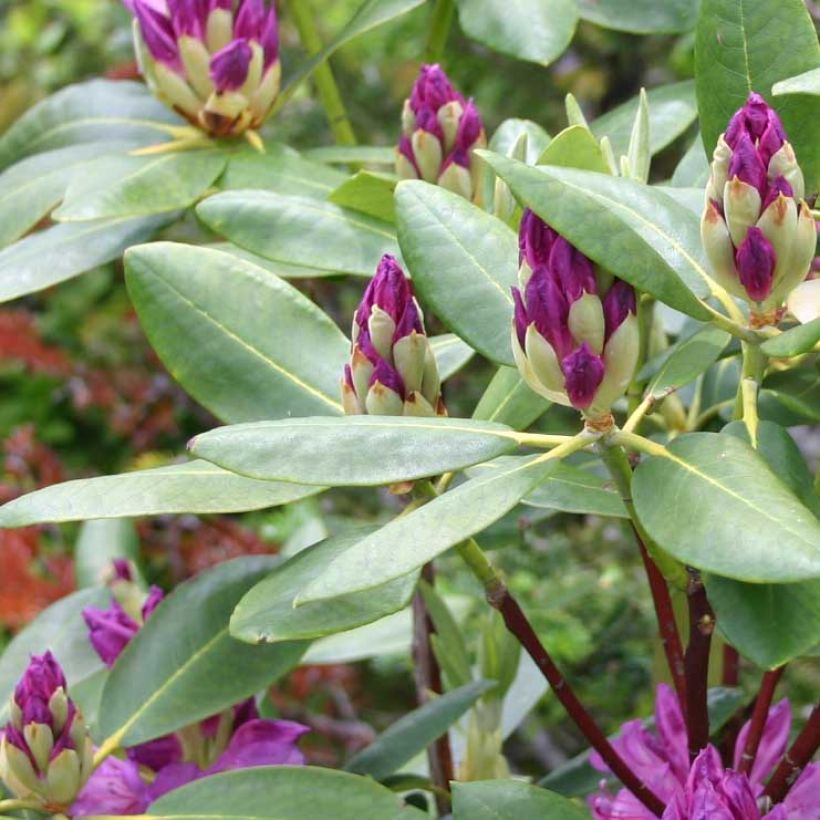 Rhododendron ponticum - Rododendro pontico (Fogliame)