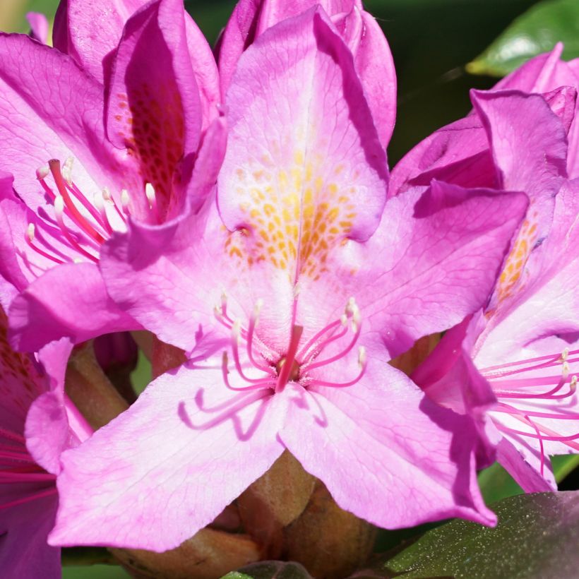 Rododendro pontico Roseum (Fioritura)