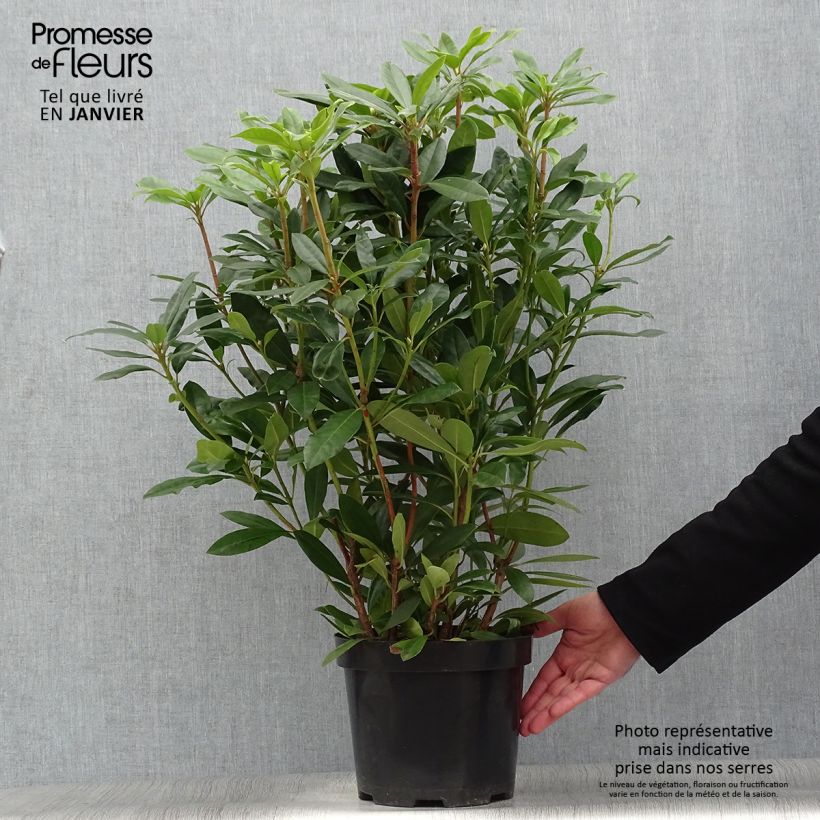 Rhododendron ponticum Roseum en pot de 4L/5L esemplare consegnato in inverno