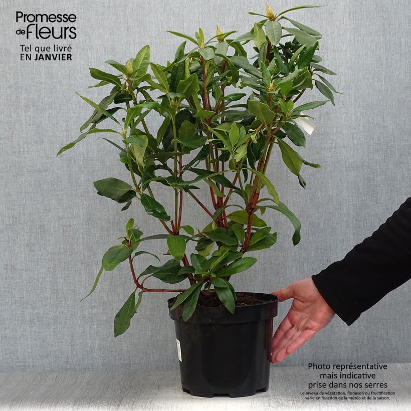 Rhododendron ponticum en pot de 3L/4L- Rhododendron pontique esemplare consegnato in inverno