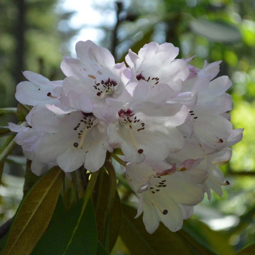 Rhododendron rex - Rododendro regale (Fioritura)