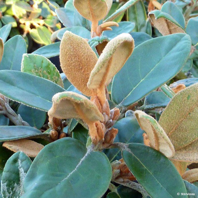 Rhododendron tsariense (Fogliame)