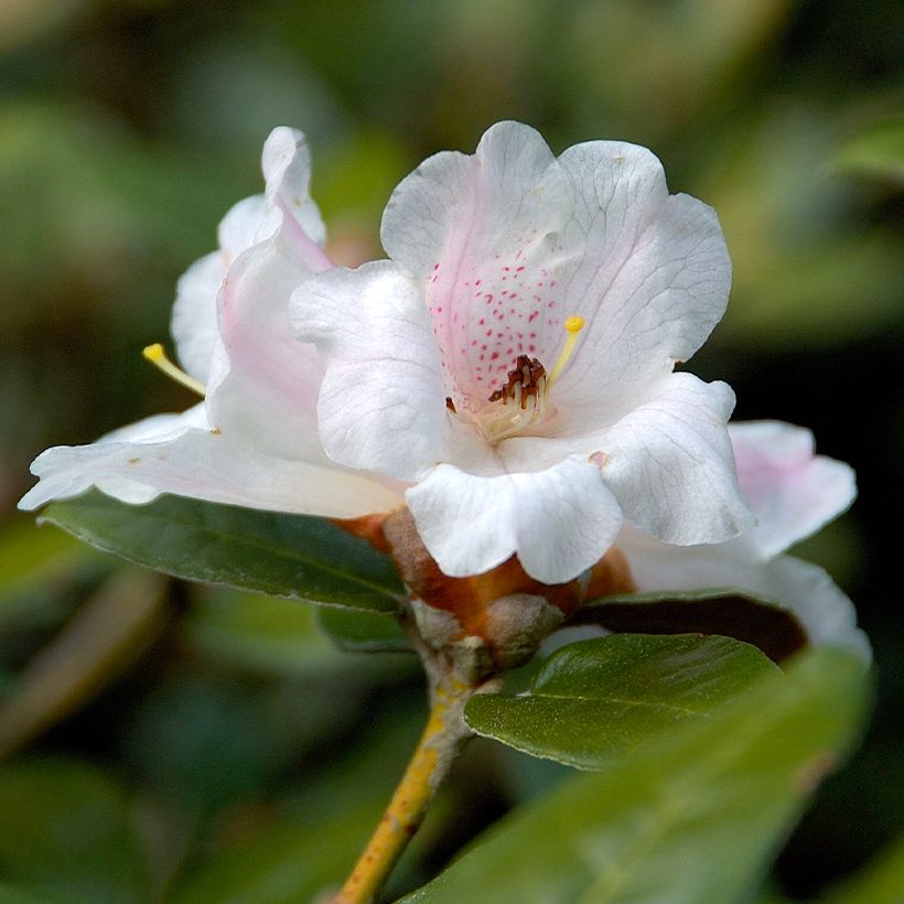 Rhododendron tsariense (Fioritura)