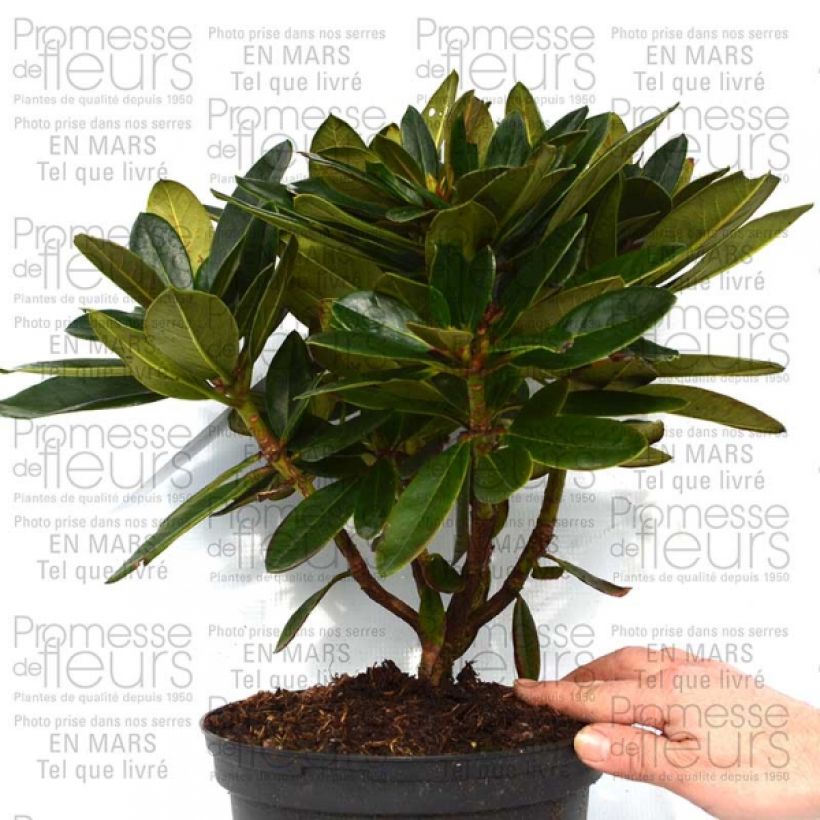 Esempio di esemplare Rhododendron Unique Marmalade - Grand Rhododendron Pot de 4L/5L come consegnato