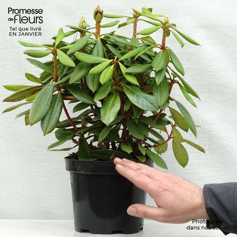 Rhododendron yakushimanum Caroline Allbrook - Rhododendron nain Pot de 2L/3L esemplare consegnato in inverno