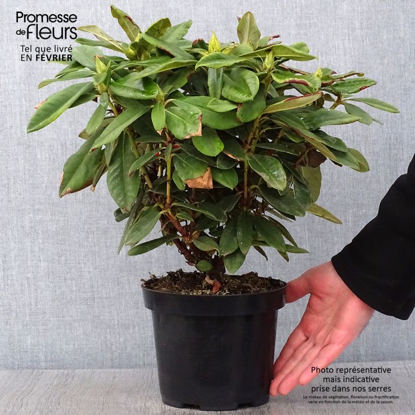 Rhododendron yakushimanum Dopey Pot de 2L/3L esemplare consegnato in inverno