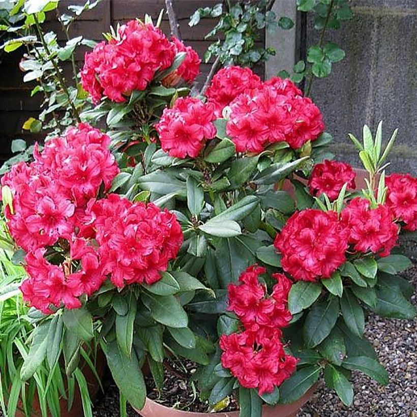 Rhododendron yakushimanum Dopey (Porto)