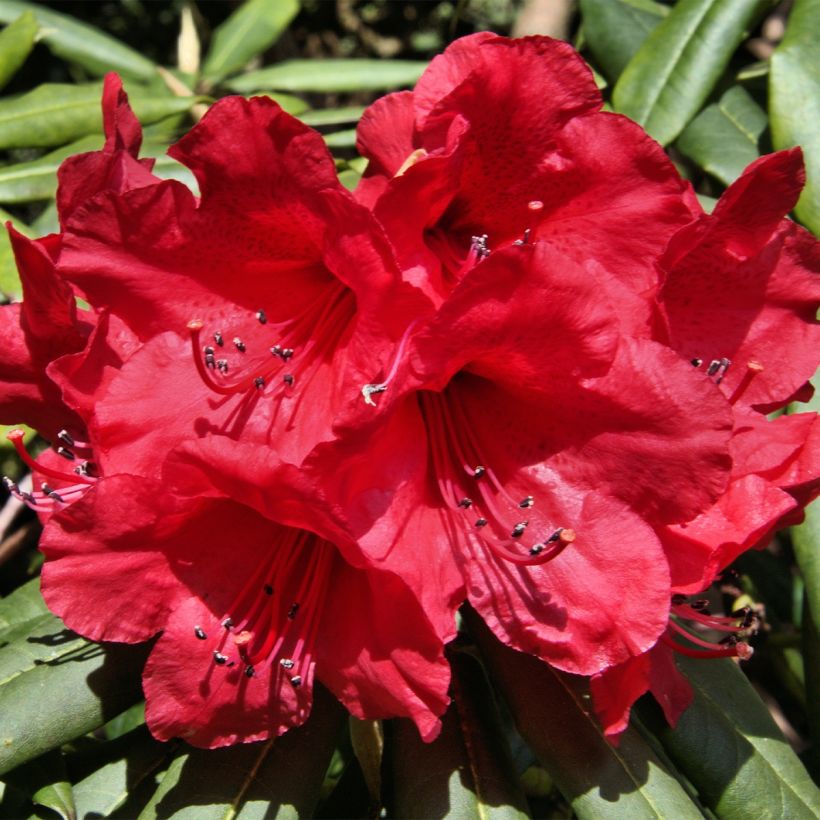 Rhododendron yakushimanum Dopey (Fioritura)