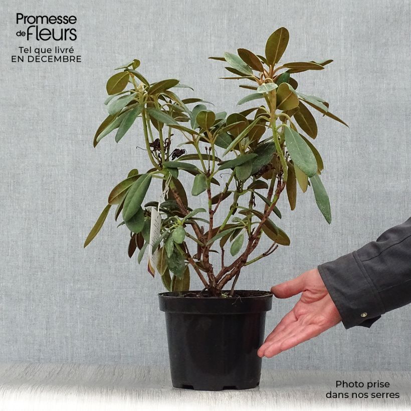 Rhododendron yakushimanum Porzellan - Rhododendron nain Pot de 3L/4L esemplare consegnato in inverno