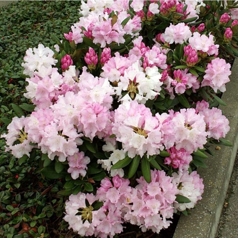 Rhododendron yakushimanum Silberwolke (Fioritura)