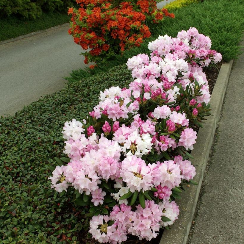 Rhododendron yakushimanum Silberwolke (Porto)