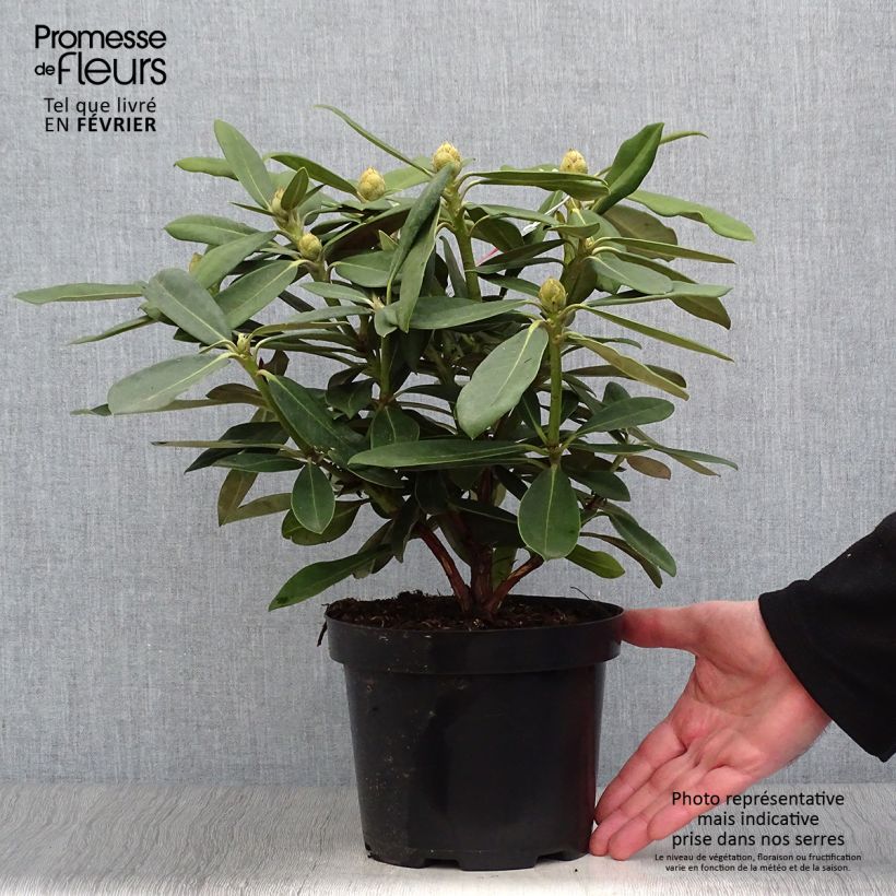 Rhododendron yakushimanum Sneezy Pot de 2L/3L esemplare consegnato in inverno