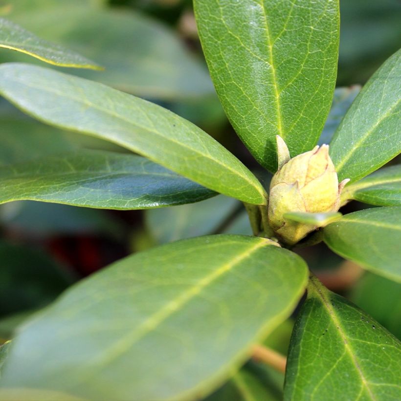 Rhododendron yakushimanum Sneezy (Fogliame)