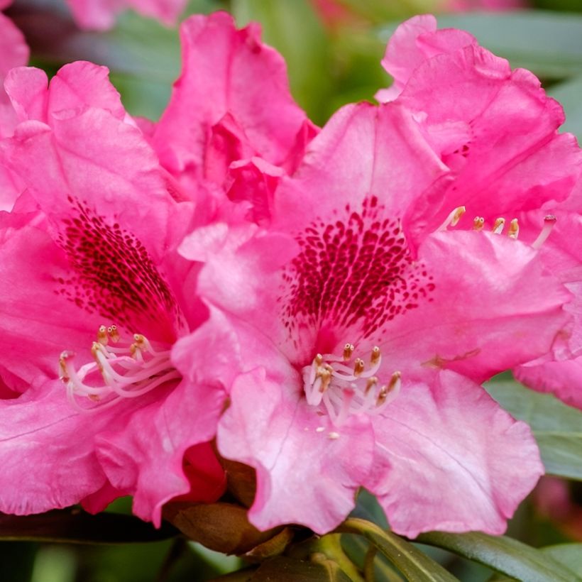 Rhododendron yakushimanum Sneezy (Fioritura)